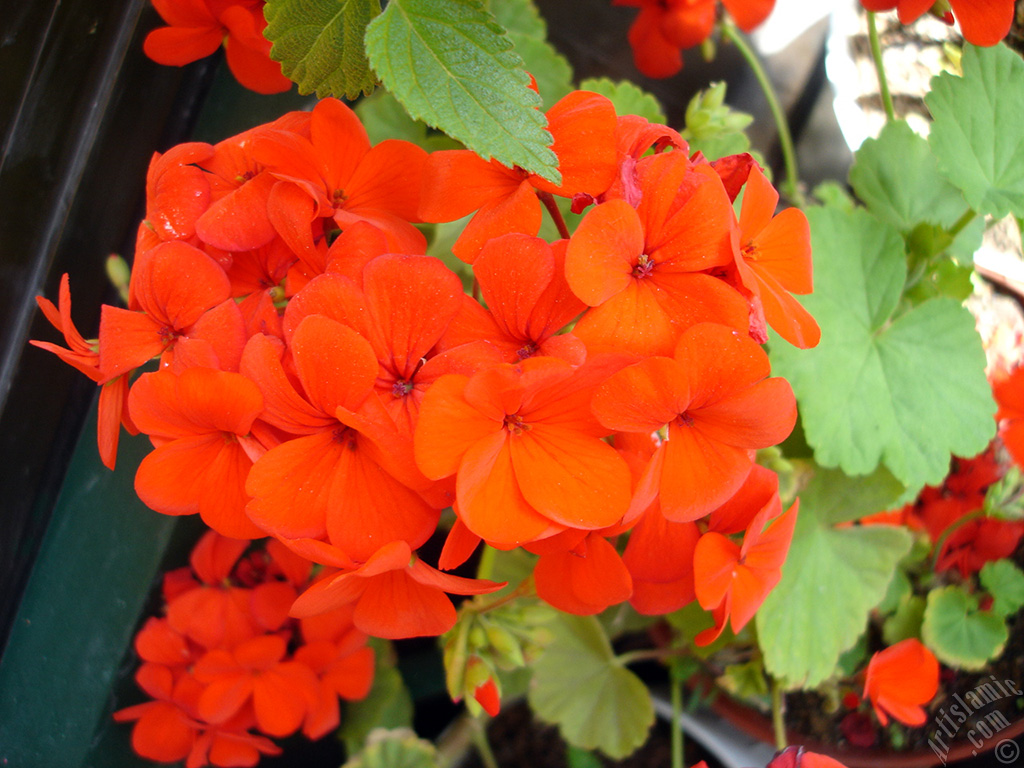 Red Colored Pelargonia -Geranium- flower.
