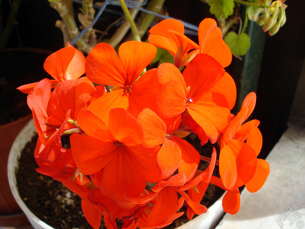 Red Colored Pelargonia -Geranium- flower.
