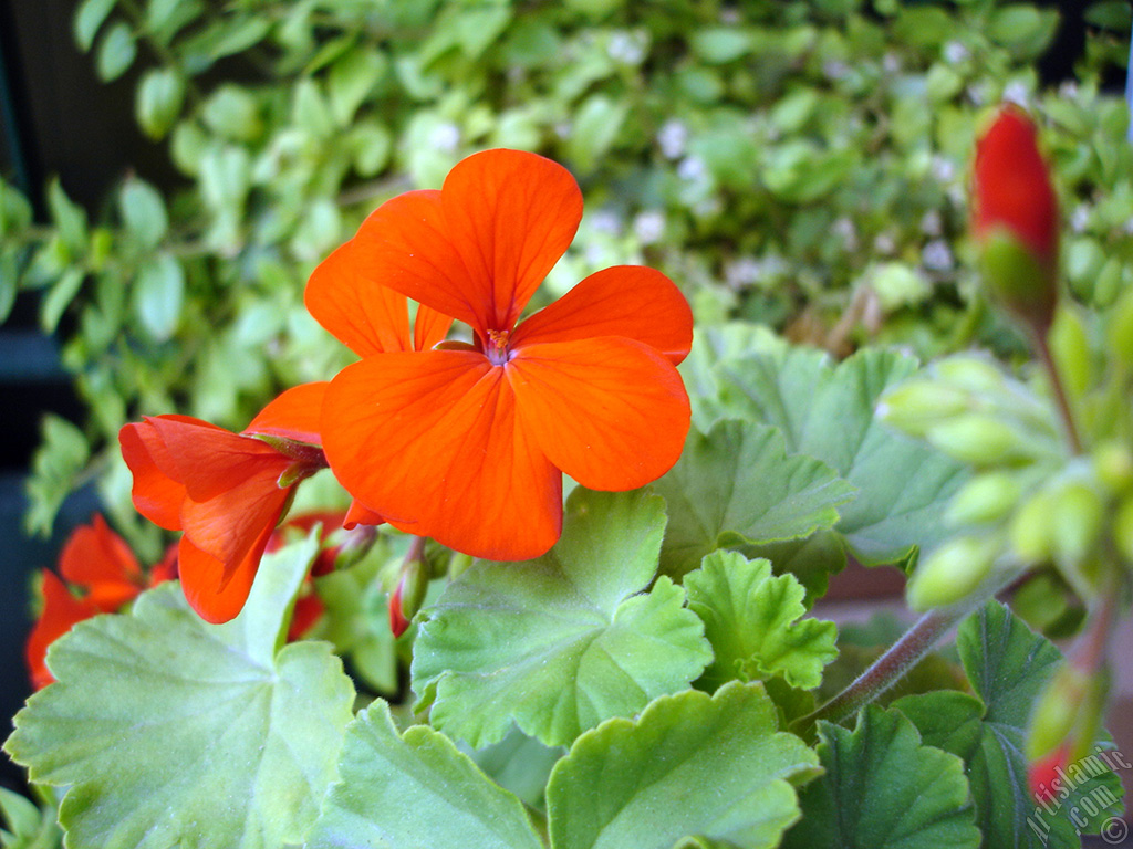 Red Colored Pelargonia -Geranium- flower.
