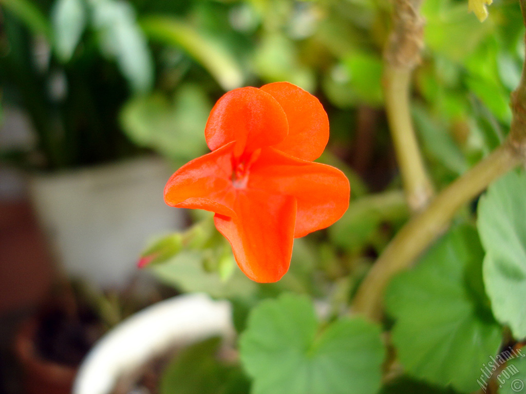 Red Colored Pelargonia -Geranium- flower.
