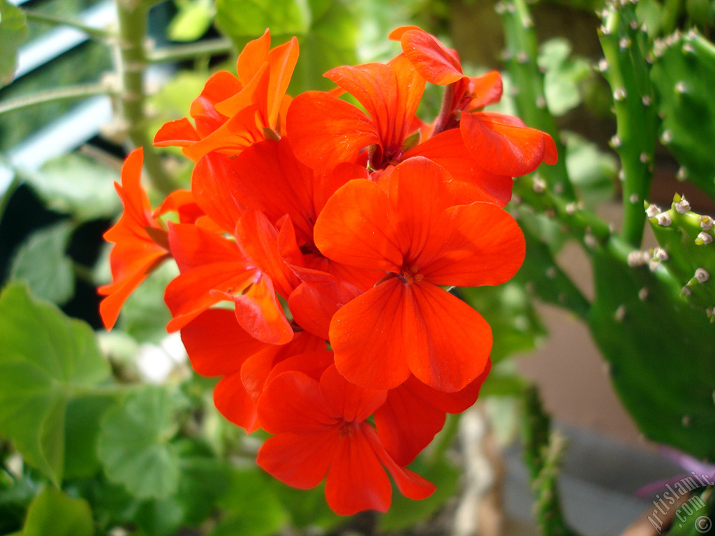 Red Colored Pelargonia -Geranium- flower.
