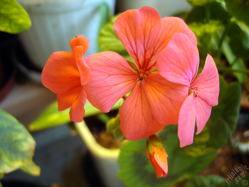 Red Colored Pelargonia -Geranium- flower.
