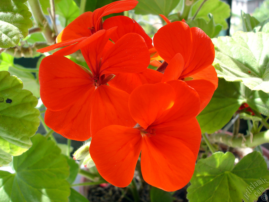 Red Colored Pelargonia -Geranium- flower.
