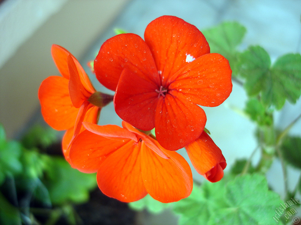 Red Colored Pelargonia -Geranium- flower.
