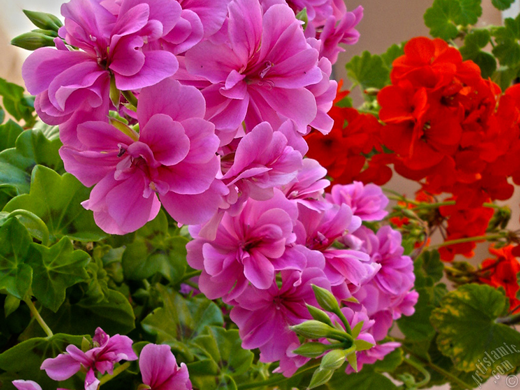 Pink Colored Pelargonia -Geranium- flower.
