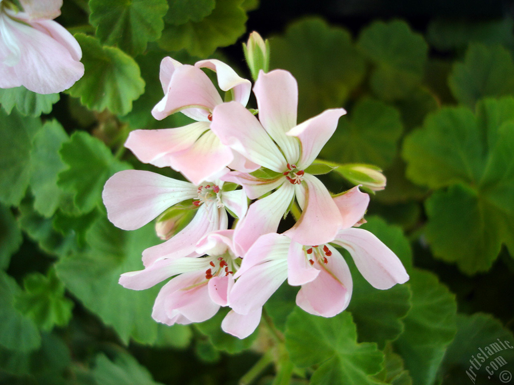 Pink Colored Pelargonia -Geranium- flower.
