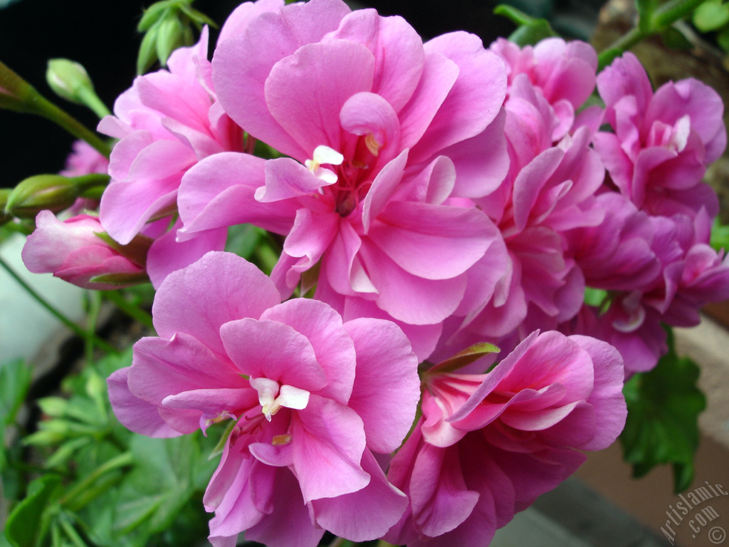 Pink Colored Pelargonia -Geranium- flower.
