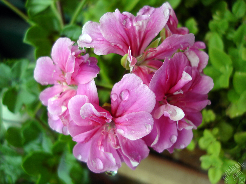 Pink Colored Pelargonia -Geranium- flower.
