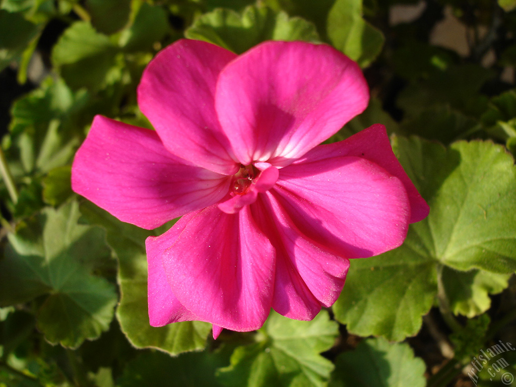 Pink Colored Pelargonia -Geranium- flower.
