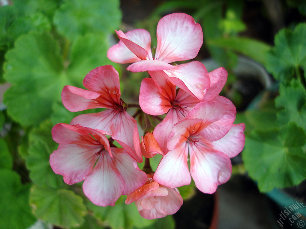 Pink and red color Pelargonia -Geranium- flower.
