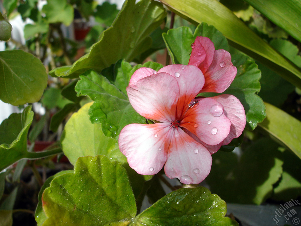 Pink and red color Pelargonia -Geranium- flower.
