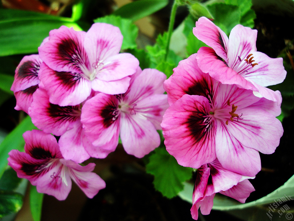 Dark pink mottled Pelargonia -Geranium- flower.
