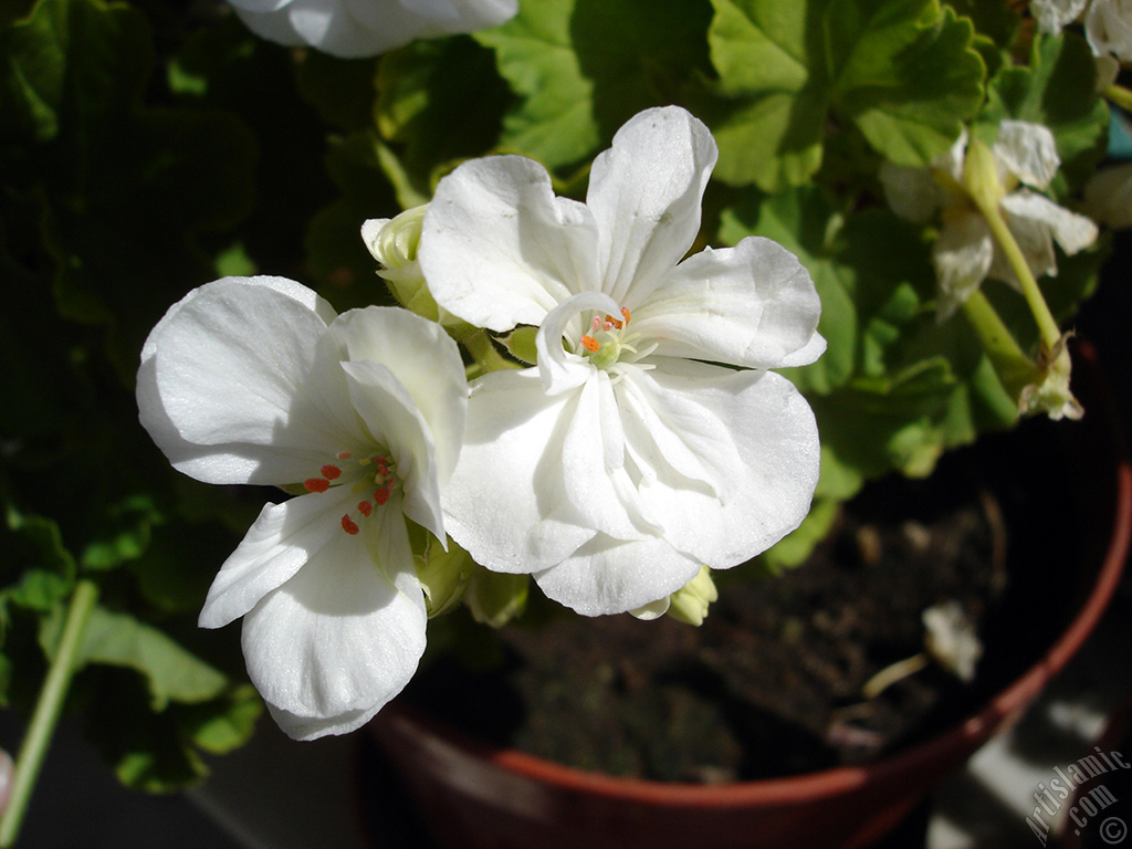 White color Pelargonia -Geranium- flower.
