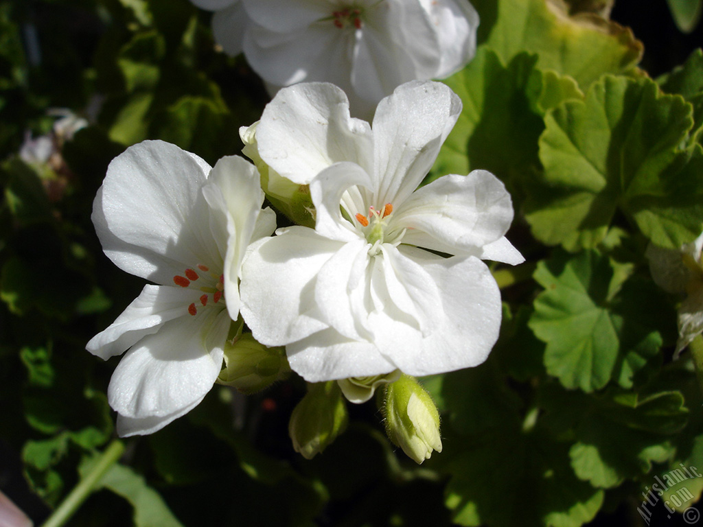 White color Pelargonia -Geranium- flower.
