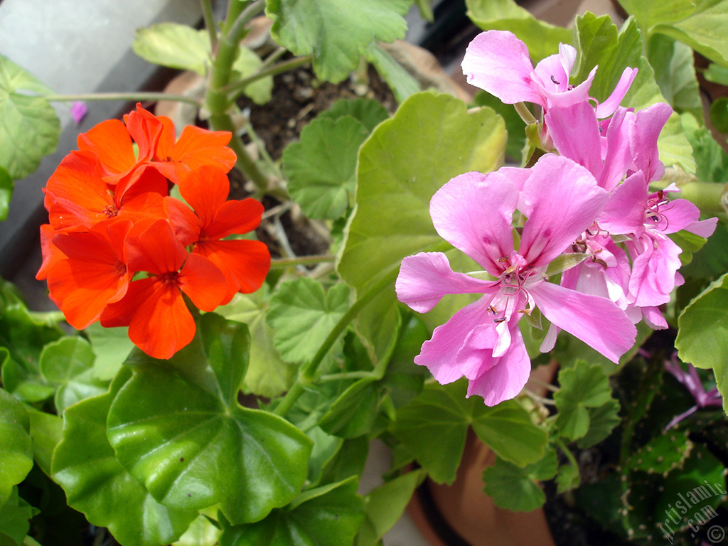 Pink and red color Pelargonia -Geranium- flower.
