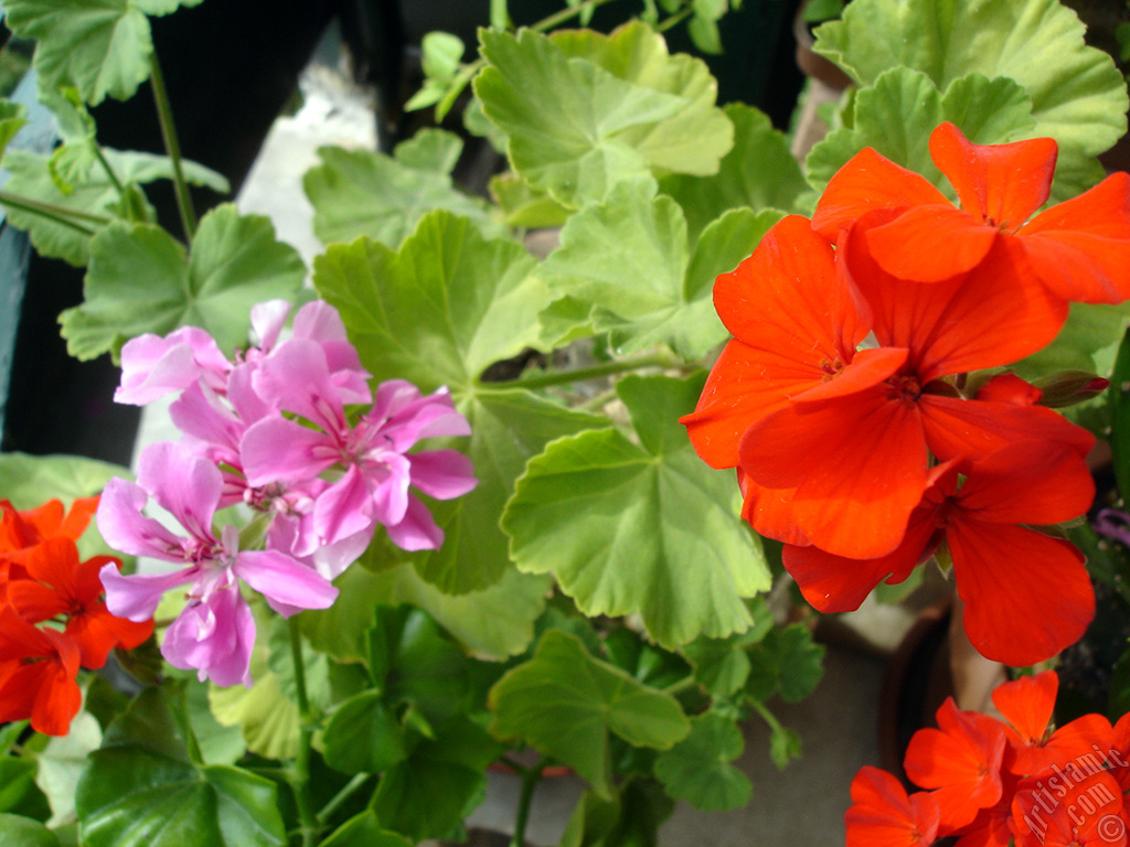 Pink and red color Pelargonia -Geranium- flower.
