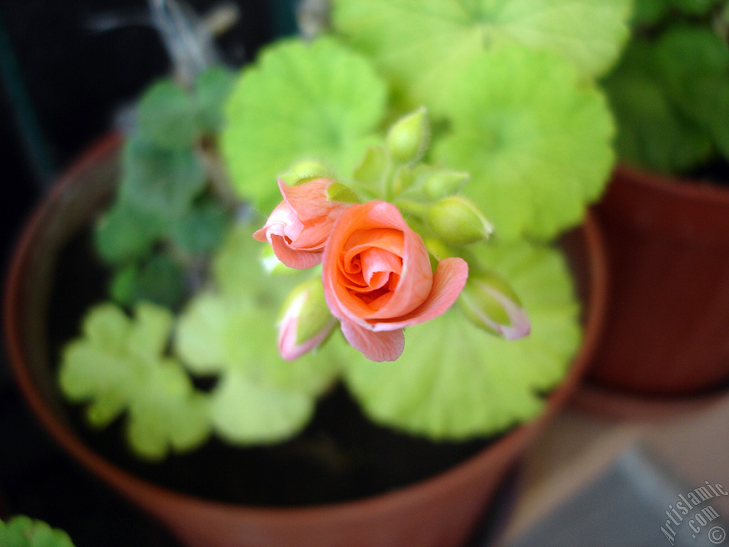 Newly coming out pink color Pelargonia -Geranium- flower.
