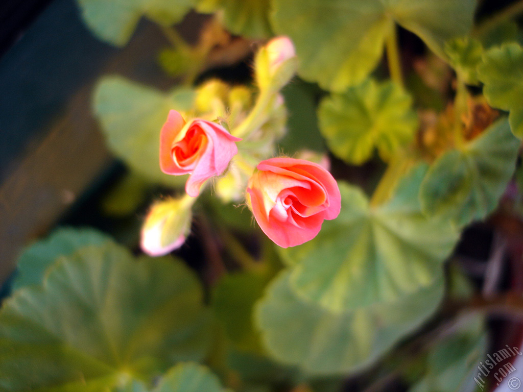 Newly coming out pink color Pelargonia -Geranium- flower.
