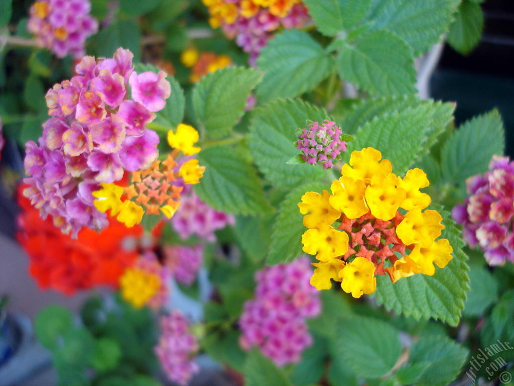 Lantana camara -bush lantana- flower.
