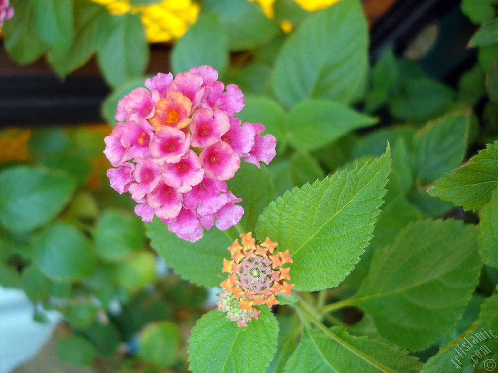 Lantana camara -bush lantana- flower.
