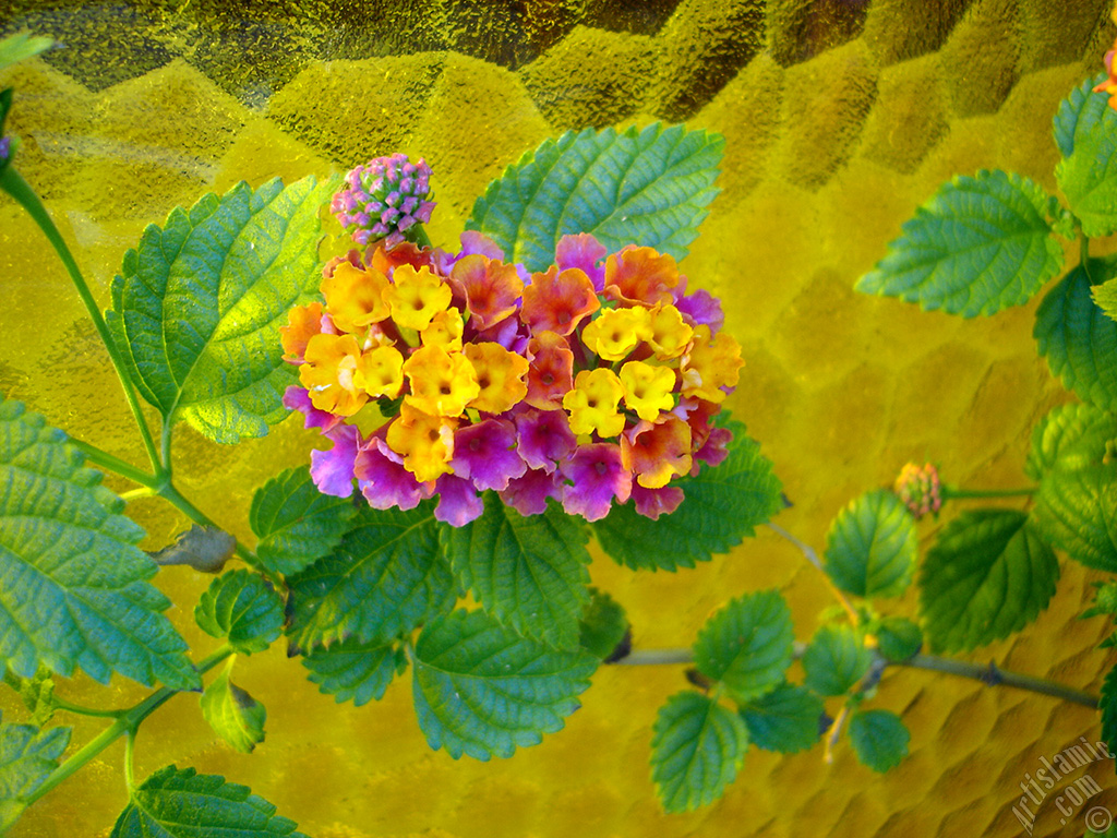 Lantana camara -bush lantana- flower.
