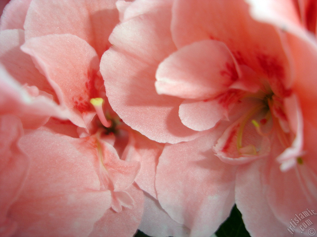 Pink color Azalea -Rhododendron- flower.
