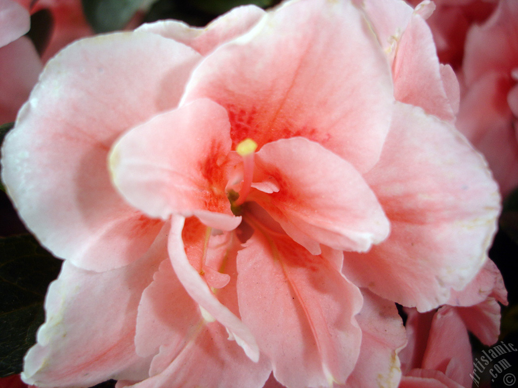 Pink color Azalea -Rhododendron- flower.
