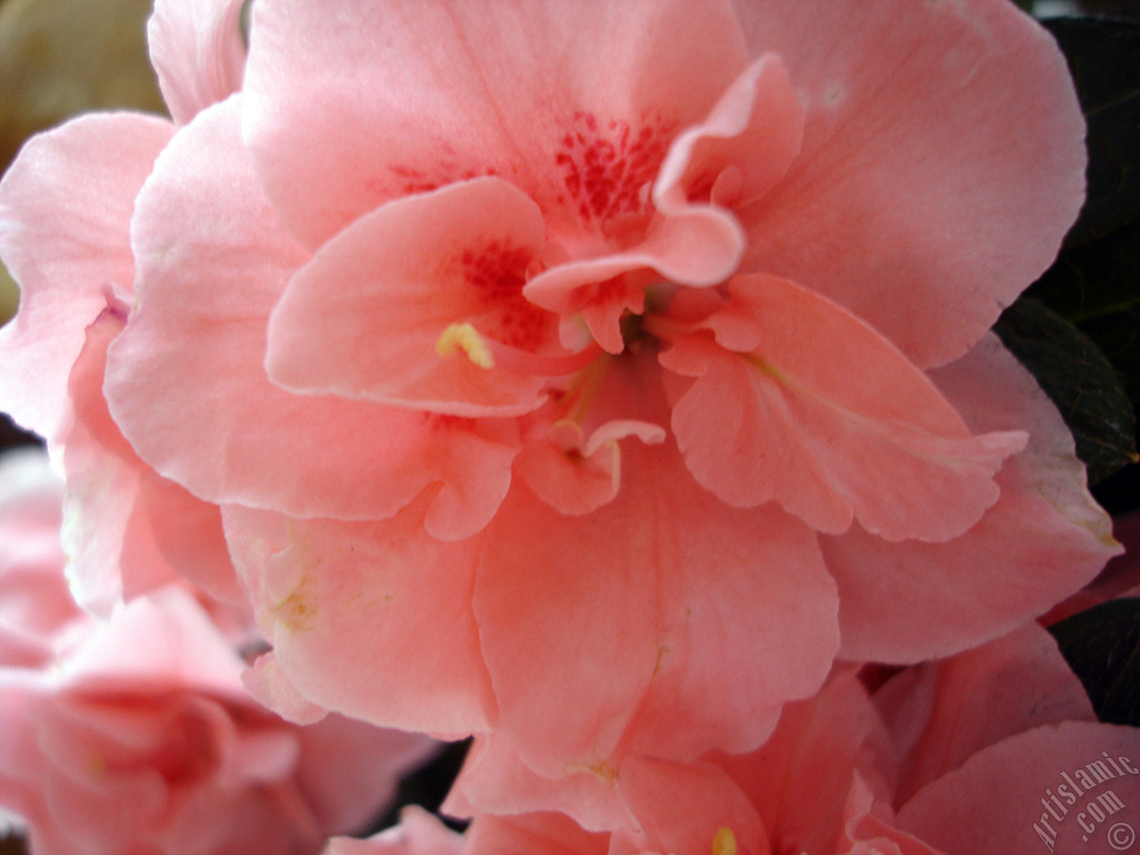 Pink color Azalea -Rhododendron- flower.
