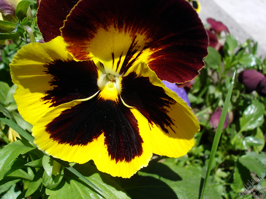 Yellow color Viola Tricolor -Heartsease, Pansy, Multicoloured Violet, Johnny Jump Up- flower.
