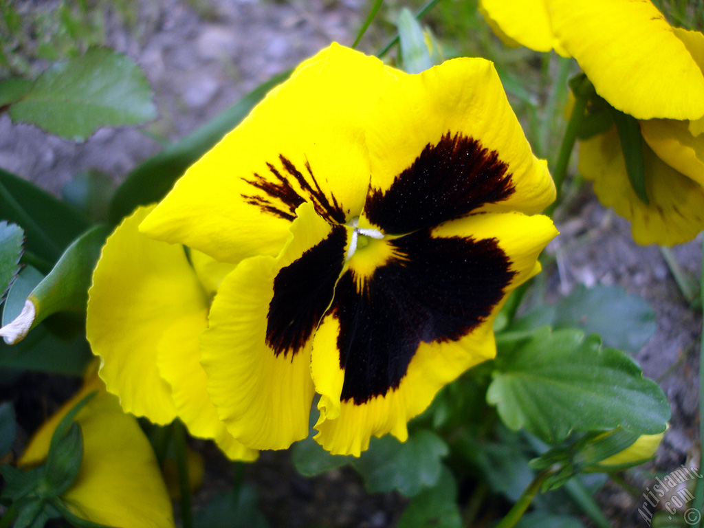 Yellow color Viola Tricolor -Heartsease, Pansy, Multicoloured Violet, Johnny Jump Up- flower.
