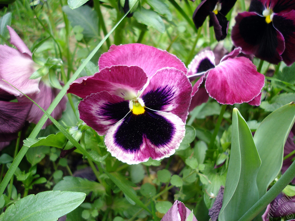 Burgundy color Viola Tricolor -Heartsease, Pansy, Multicoloured Violet, Johnny Jump Up- flower.
