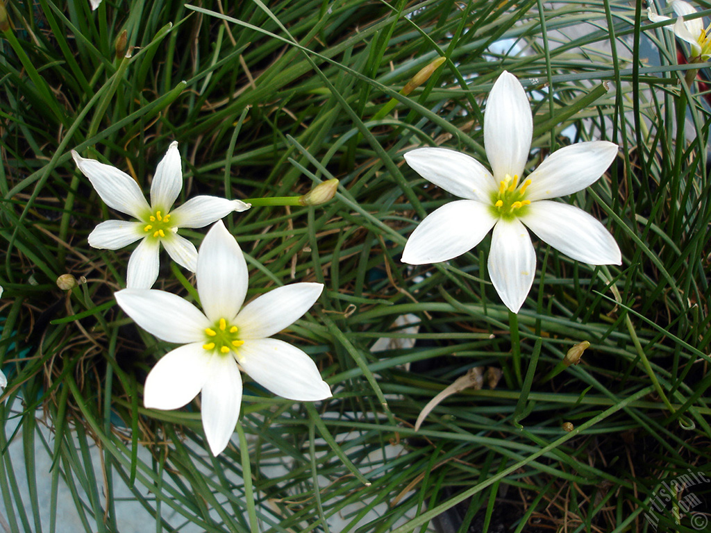 White color flower similar to lily.
