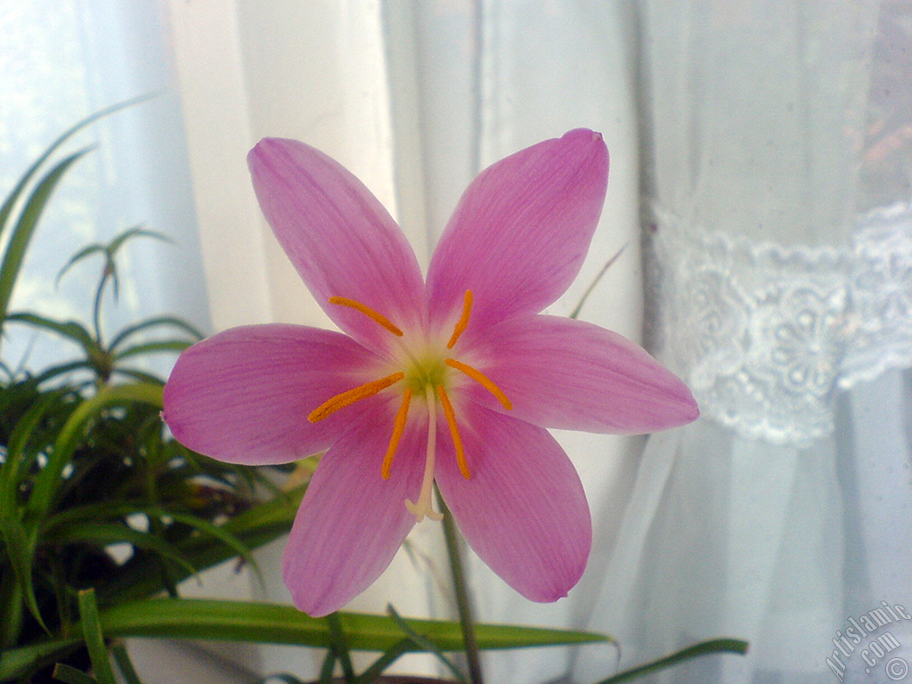 Pink color flower similar to lily.
