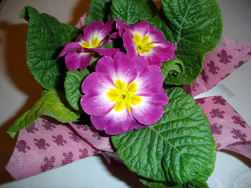 Primrose flower.
