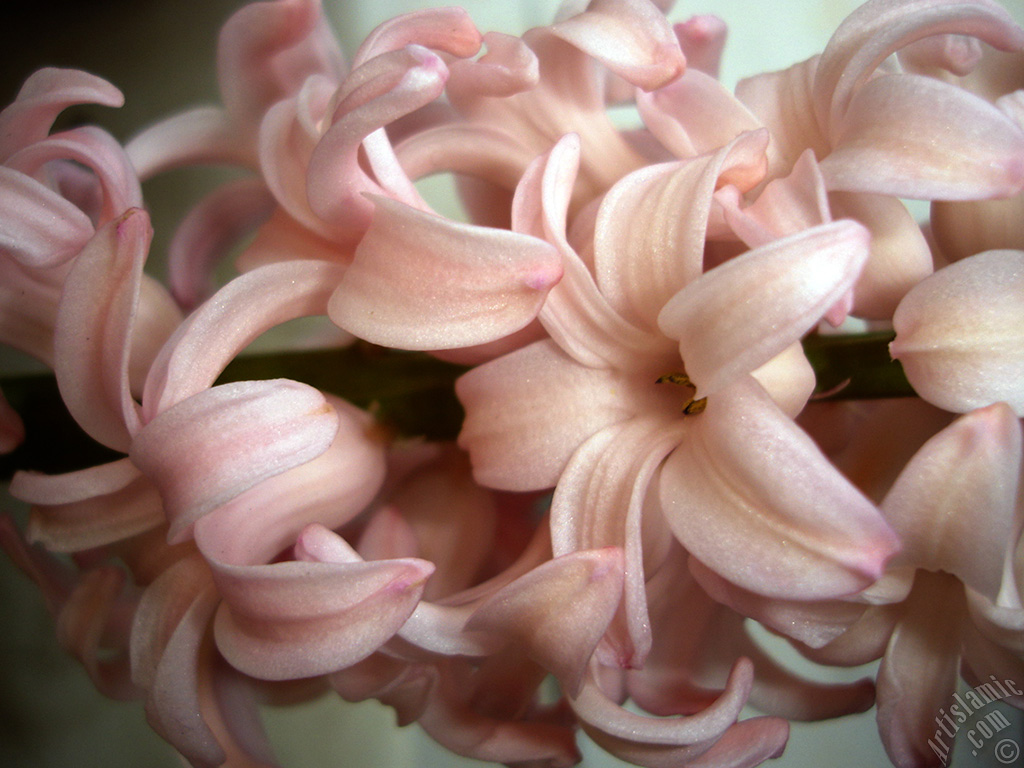 Pink color Hyacinth flower.
