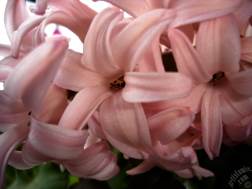 Pink color Hyacinth flower.
