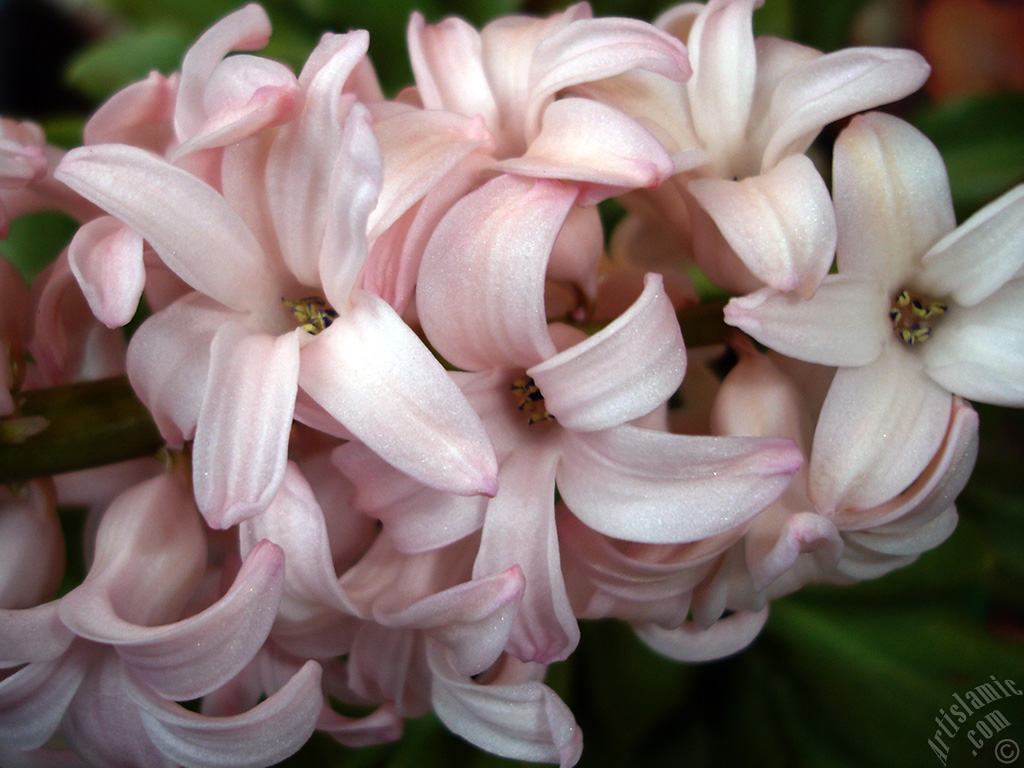 Pink color Hyacinth flower.
