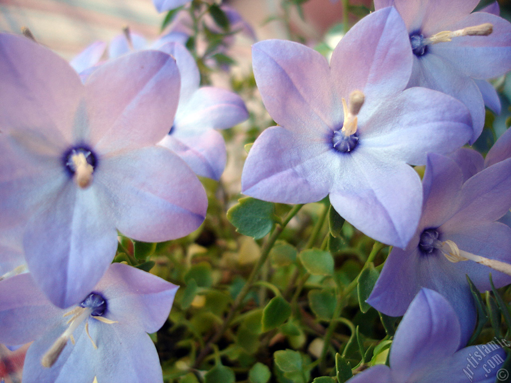 Balloon Flower -Chinese Bellflower-.
