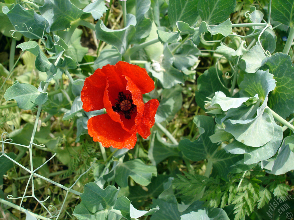 Red poppy flower.
