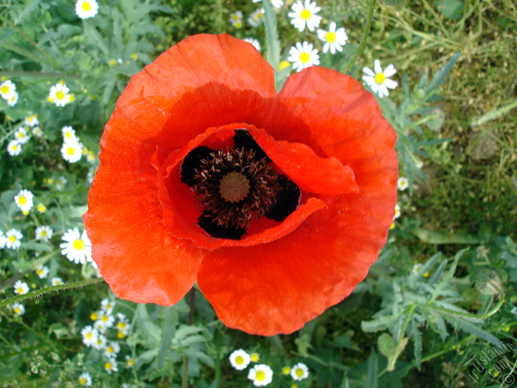 Red poppy flower.
