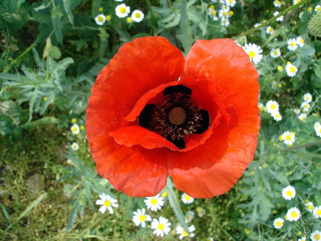 Red poppy flower.
