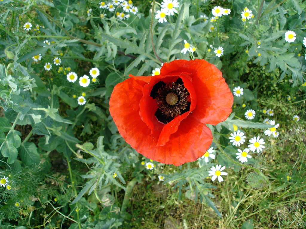 Red poppy flower.
