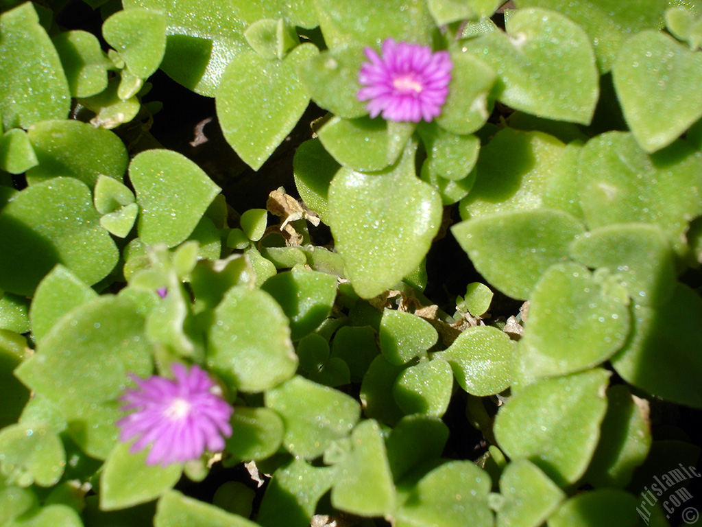 Heartleaf Iceplant -Baby Sun Rose, Rock rose- with pink flowers.
