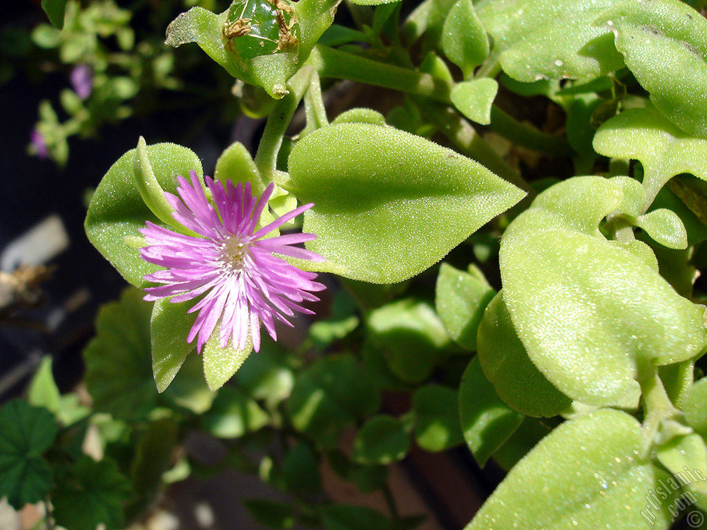 Heartleaf Iceplant -Baby Sun Rose, Rock rose- with pink flowers.
