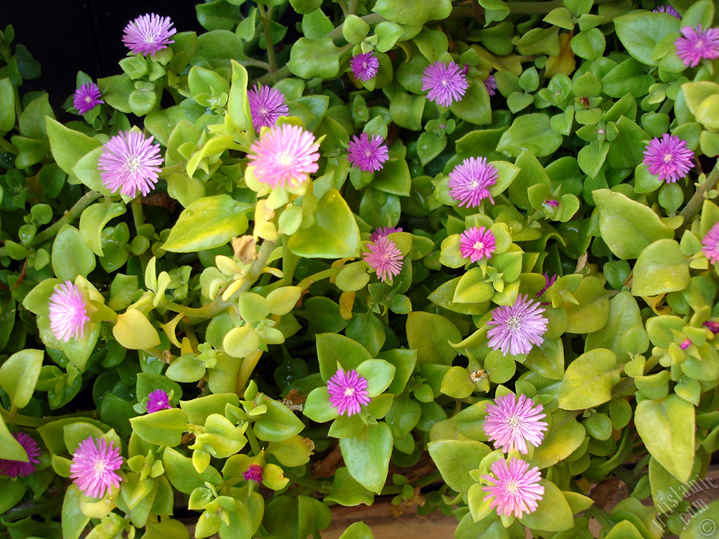 Heartleaf Iceplant -Baby Sun Rose, Rock rose- with pink flowers.
