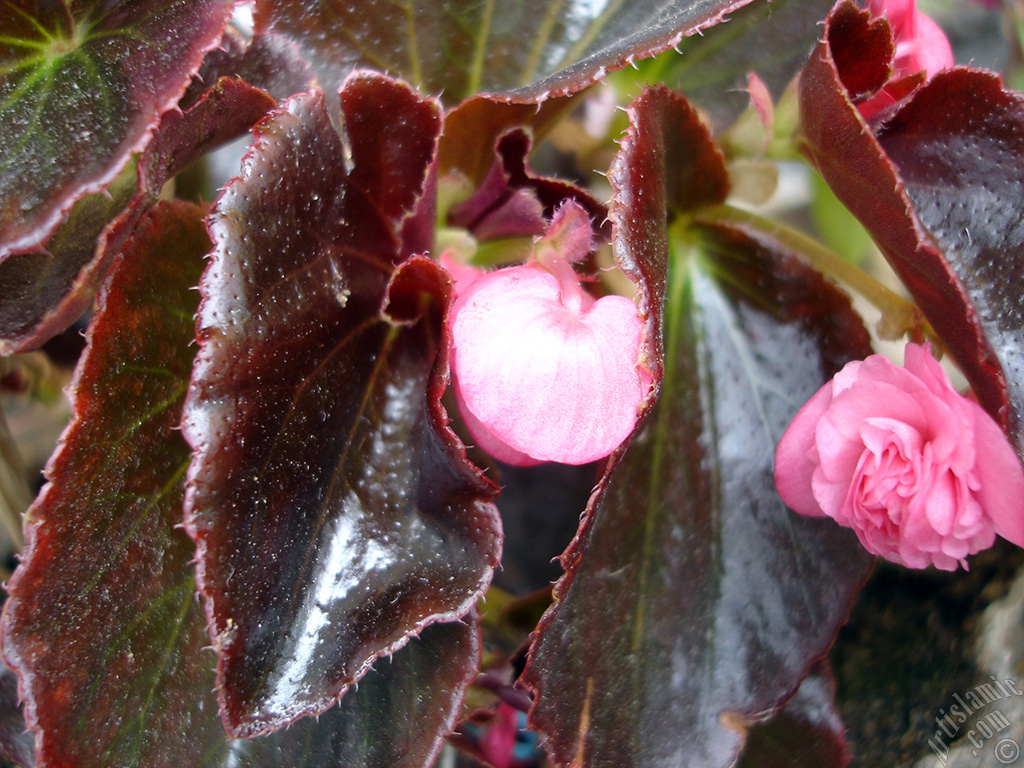 Wax Begonia -Bedding Begonia- with pink flowers and brown leaves.
