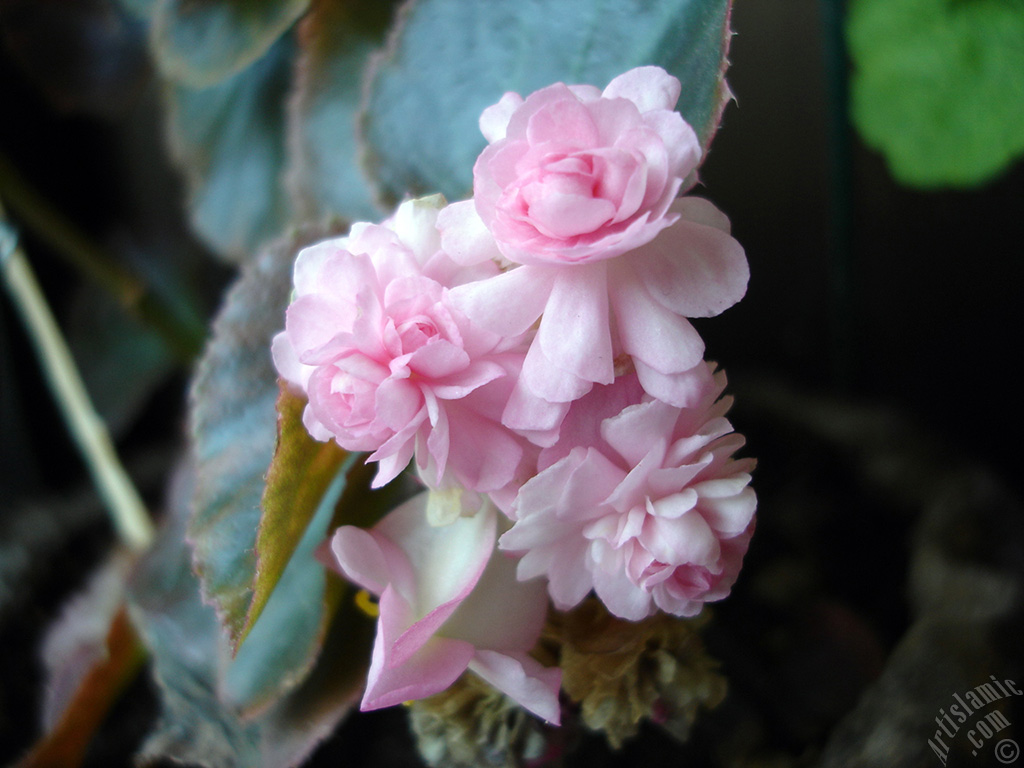 Wax Begonia -Bedding Begonia- with pink flowers and green leaves.
