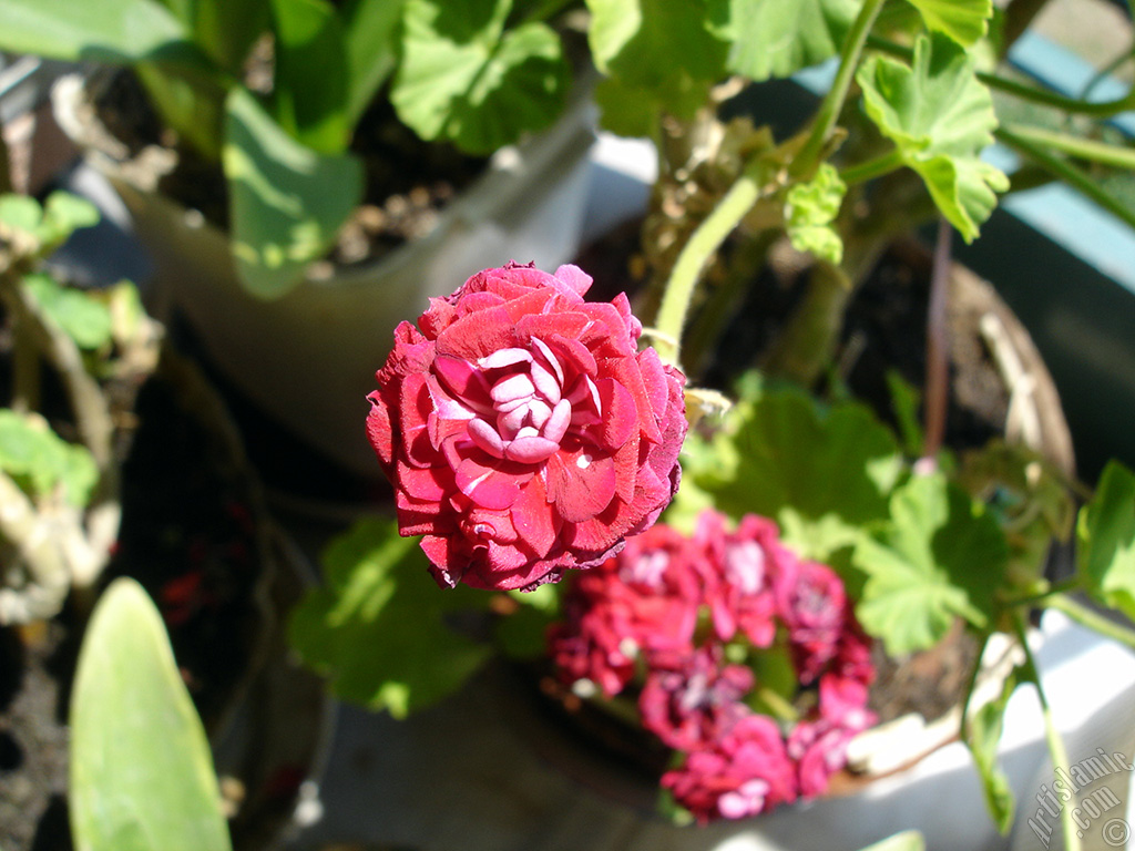 Red color Pelargonia -Geranium- flower.
