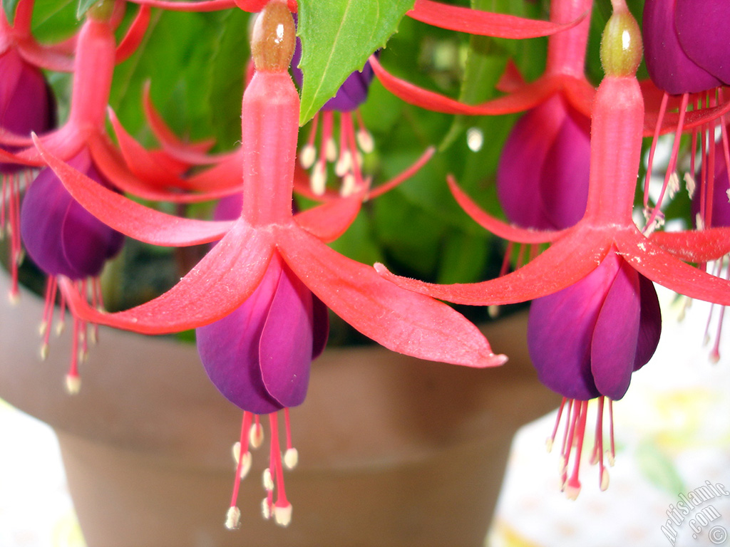 Red and purple color Fuchsia Hybrid flower.
