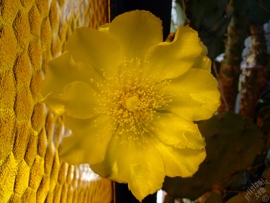 Prickly Pear with yellow flower.
